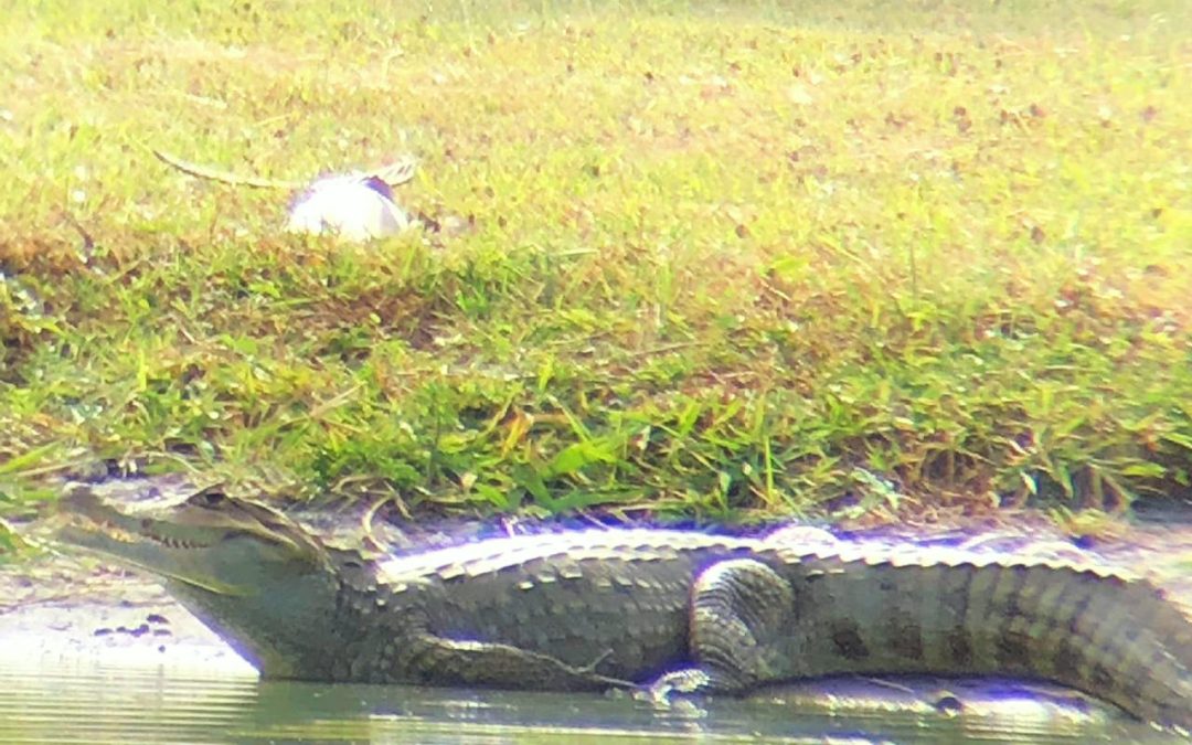 Caiman at Buenaventura lying just into the water